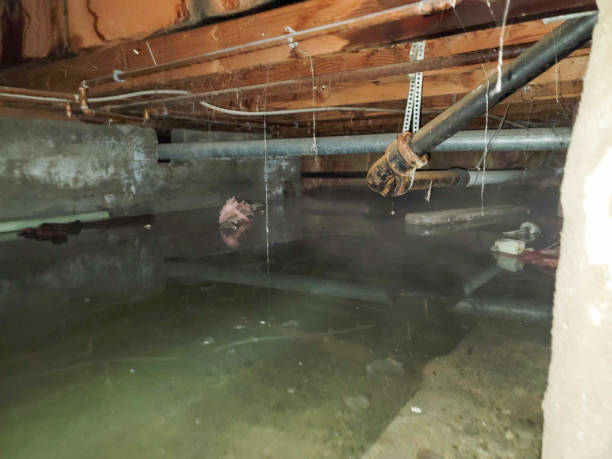 Best Ceiling water damage repair  in Ely, MN