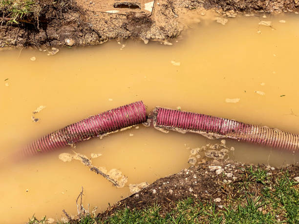 Best Water damage contractors near me  in Ely, MN